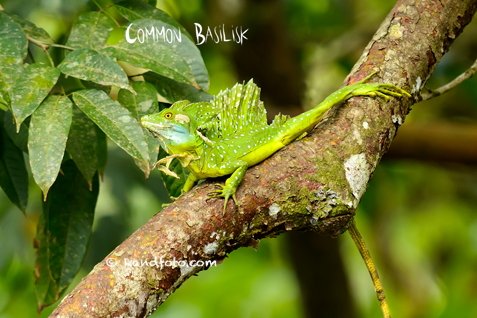 Common Basilisk in the wet forest, lowlands of Costa Rica