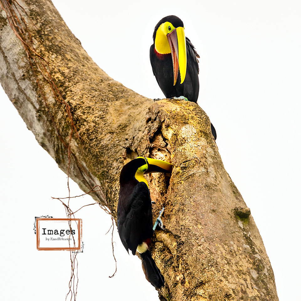 Chestnut-mandibled Toucan