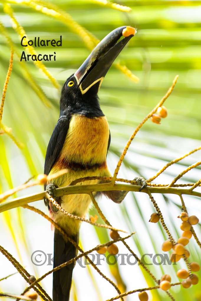 Collared Aracari toucan, lowlands of Costa Rica