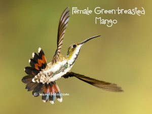 female Green-breasted Mango hummingbird in Costa Rica