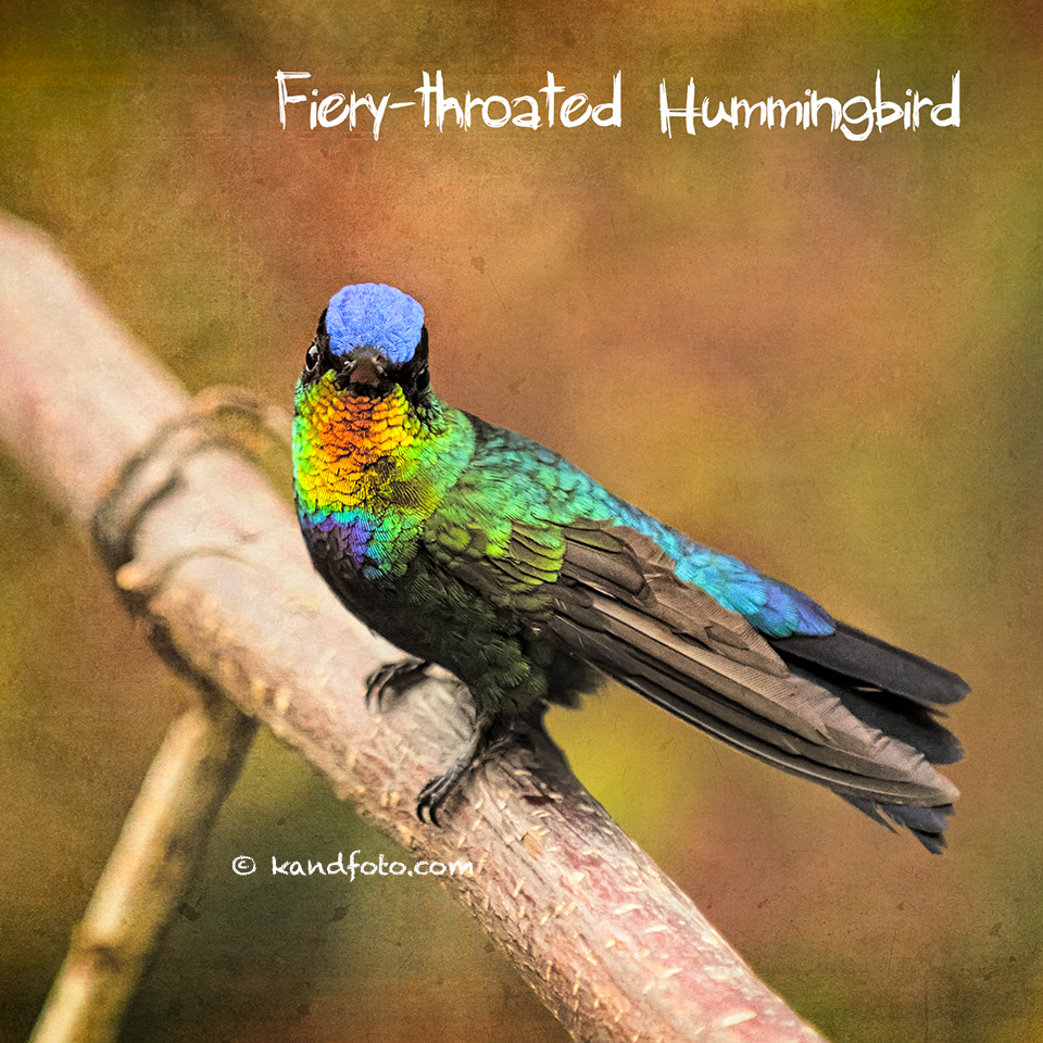 Fiery-throated Hummingbird