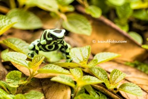 Green and Black Poison Dart Frog, lowlands of Costa Rica