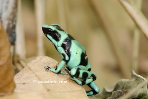 Green and Black Poison Dart Frog, lowlands of Costa Rica