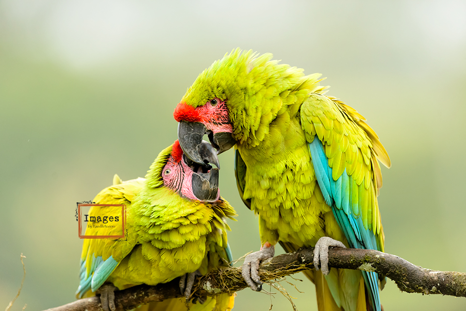 Great Green Macaws