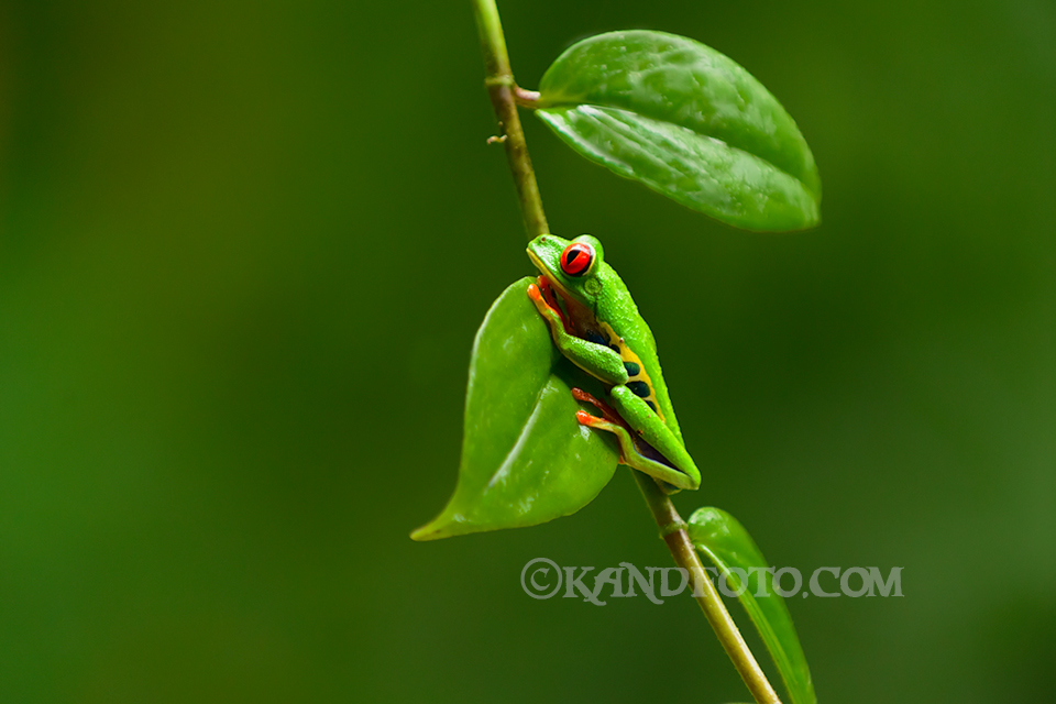 Red-eyed Tree Frog of Selve Verde Lodge in the rainforest of Costa Rica
