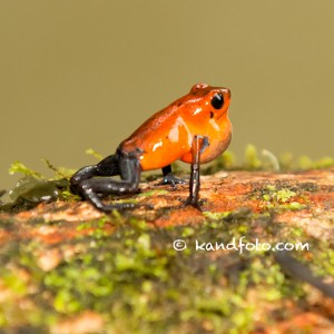 Strawberry Poison Dart Frog or blue jean poison dart frog