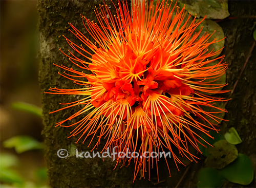 Brownea macrophylla saludines with brilliantly orange flower growing on trunk.