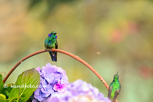 Male Green Violet-ear