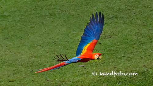 Flying Wild Scarlet Macaw in Costa Rica
