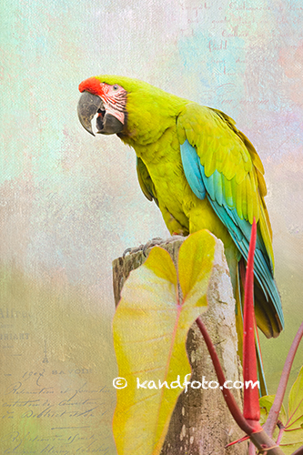 Artistic - Green Macaw