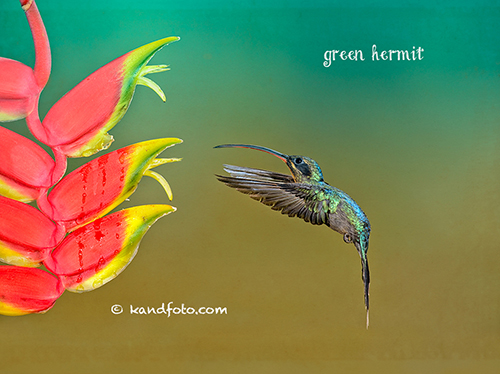 Male Green Hermit in the lowlands of Costa Rica