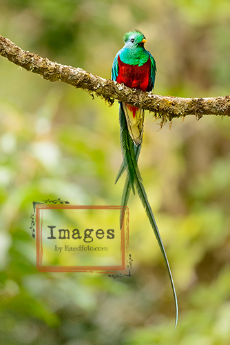 Male Resplendent Quetzal in Costa Rica Cloud Forest
