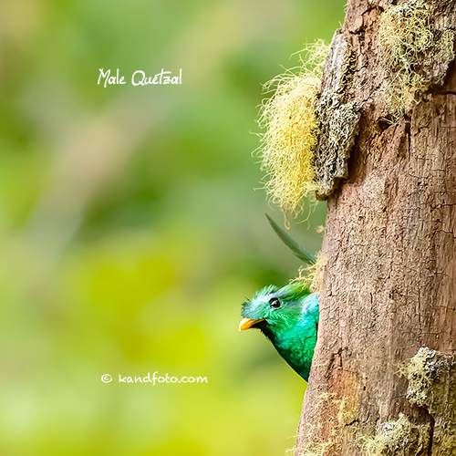 Nesting Quetzal