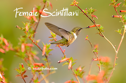 Female Scintillant Hummingbird on the grounds of Savegre Lodge, Costa Rica