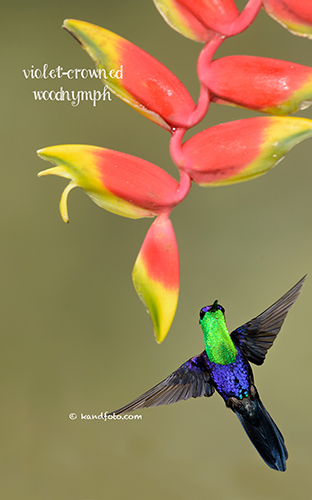 Violet-crowned Woodnymph