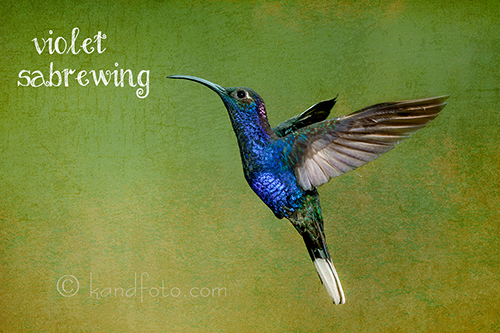 Violet Sabrewing Hummingbird - Costa Rica