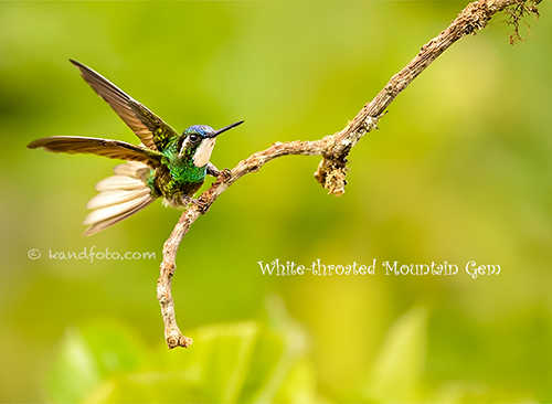 Male White-throated Mountain Gem in highlands of Costa Rica