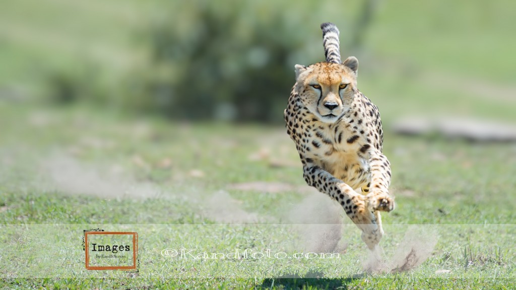 Female Cheetah on the hunt in the Masi Mara Game Reserve, Kenya