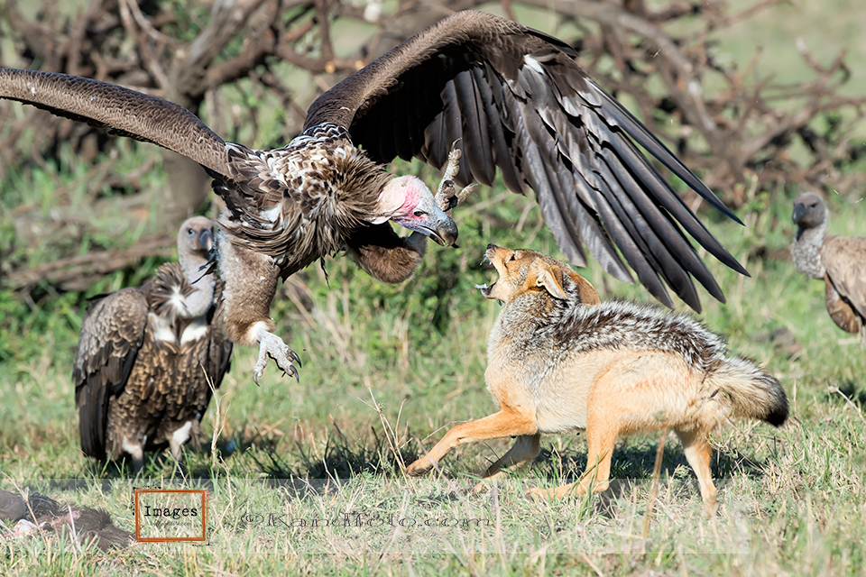 Lappet-faced_Vulture_fighting
