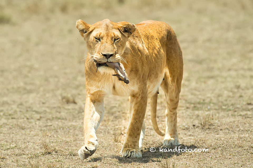 Lioness and her kill