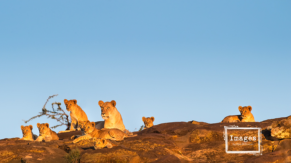 Lioness and cubs on the rocks