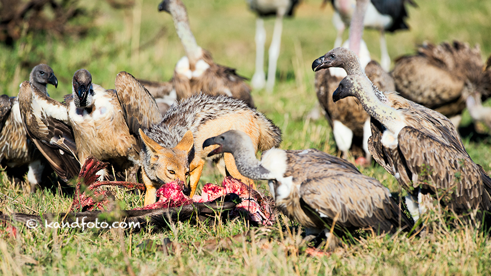 The Feast