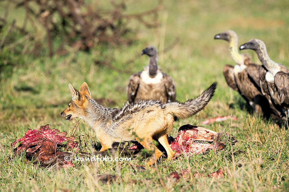 White-backed Vulture and Jackal