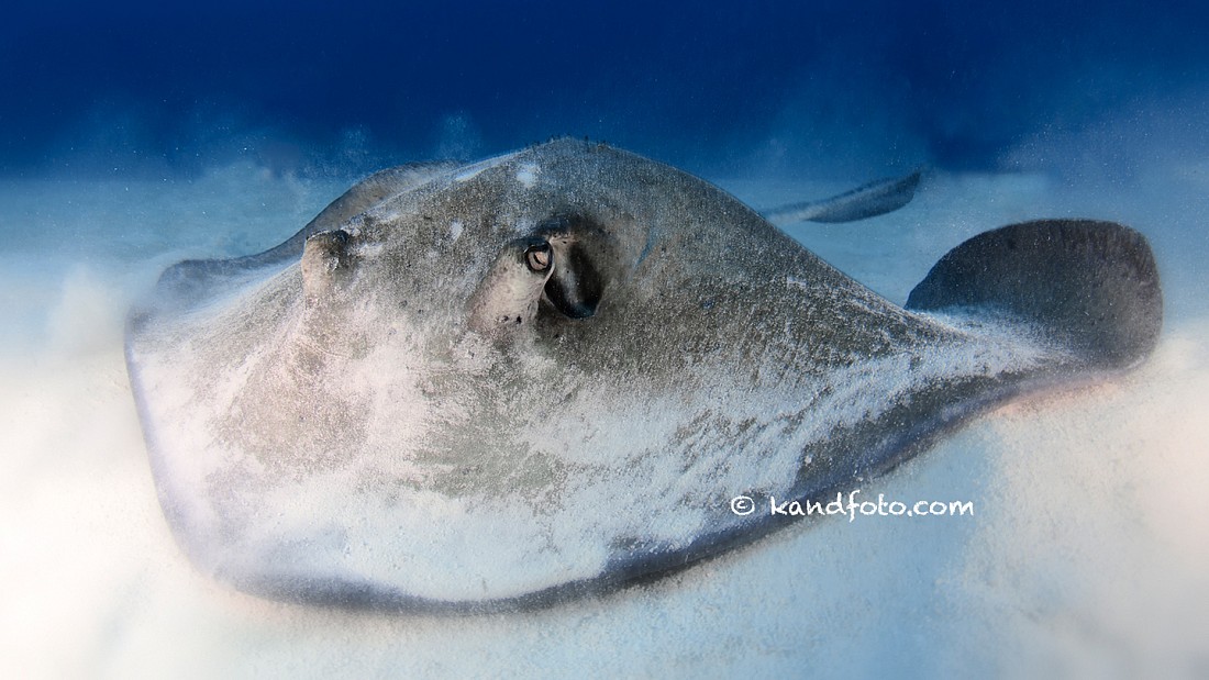 Female Southern Stingray, Little Cayman