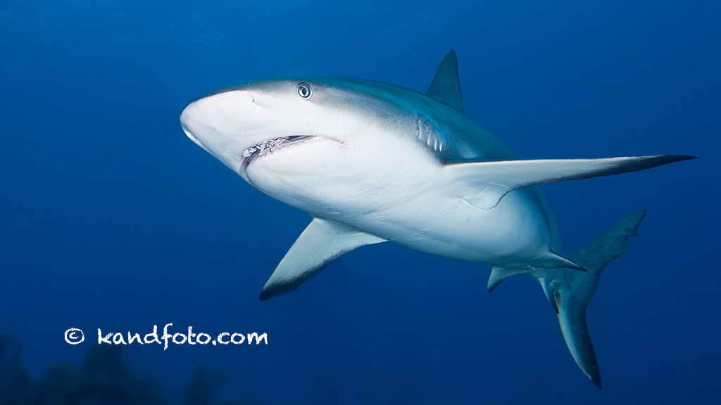 Caribbean Reef Shark, Turks & Caicos