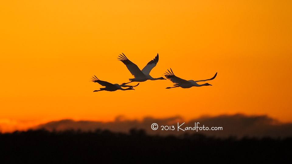 Flying Cranes at Sunset at Goose Island State Park, Texas