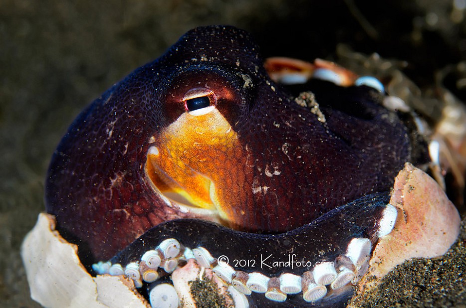 Coconut Octopus - Lembeh Straits, North Sulawesi, Indonesia
