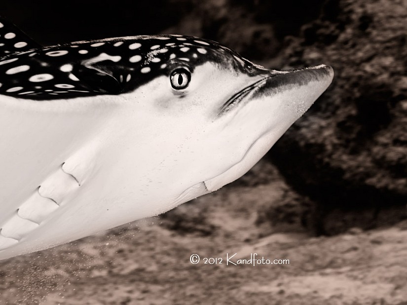 Eagle Ray - Bloody Bay Wall - Little Cayman