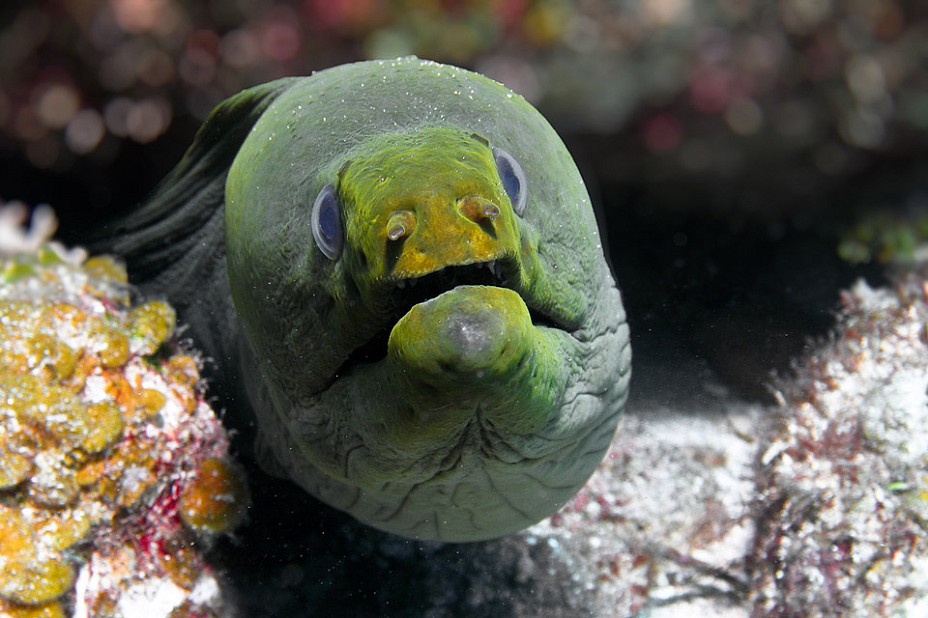 A large green moray eel - Caribbean Sea