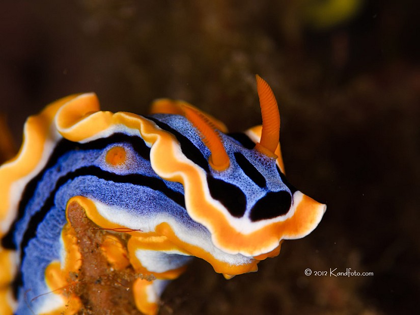 A type of nudibranch - Lembeh Straits, North Sulawesi, Indonesia