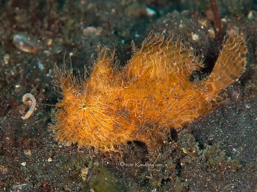 Hairy Frogfish - Lembeh Straits, North Sulawesi, Indonesia