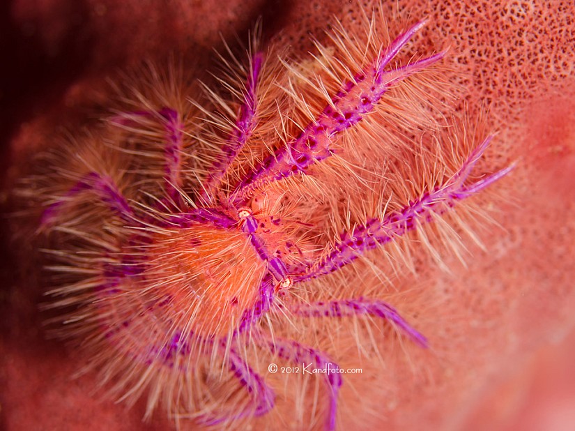 Hairy Squat Lobster - Lembeh Straits, North Sulawesi, Indonesia