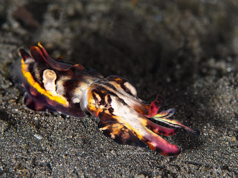 Flamboyant Cuttlefish - Lembeh Straits, North Sulawesi, Indonesia