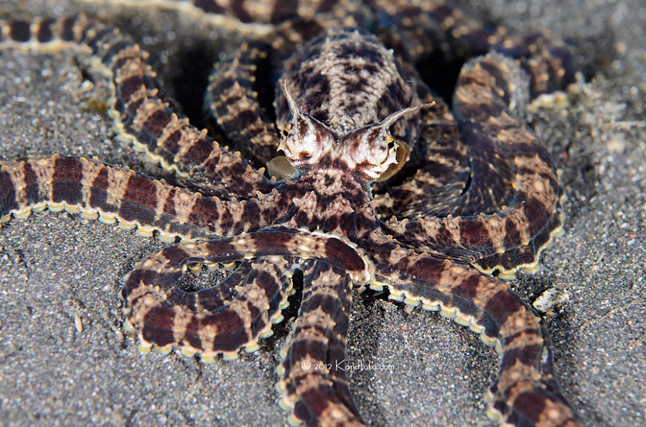 Mimi Octopus - Lembeh Straits, North Sulawesi, Indonesia