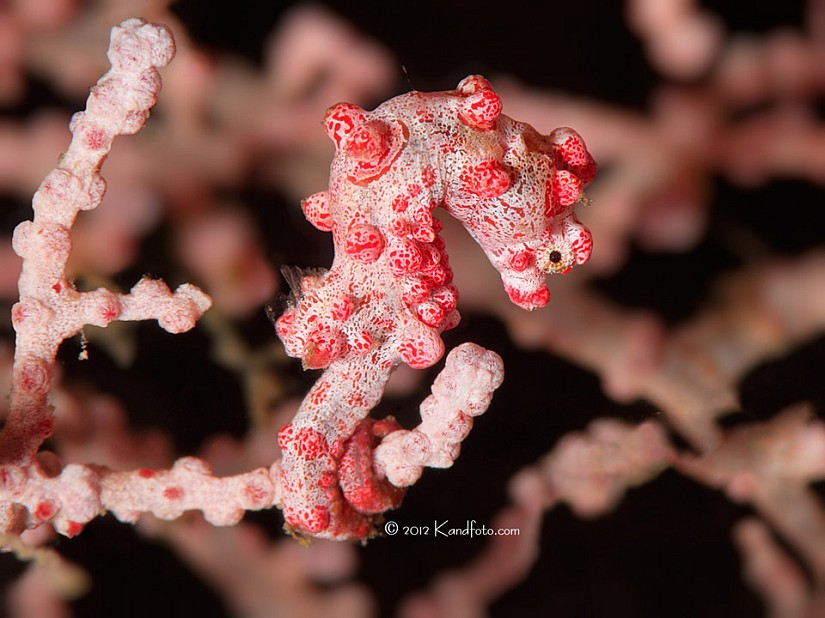 Pink_Pygmy Seahorse - Lembeh Straits, North Sulawesi, Indonesia