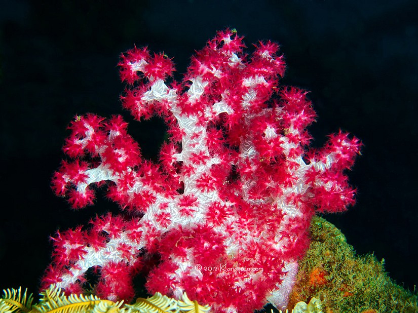 A variety of soft coral found throughout the Indo-Pacific region