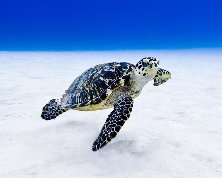 Hawksbill turtle found in the Caribbean Sea