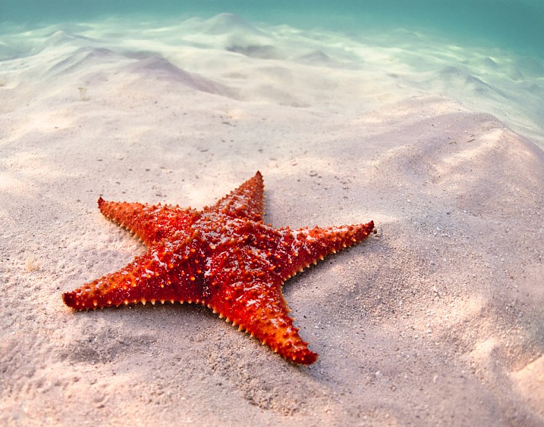 Sea Star found in the shallow waters off Grand Cayman