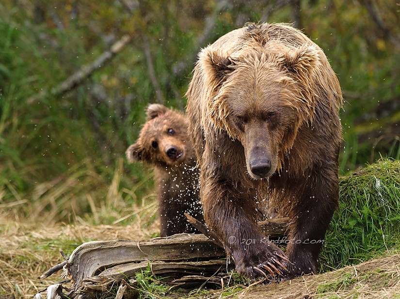 Coastal Brown Bear sow and one of her cubs - Alaska