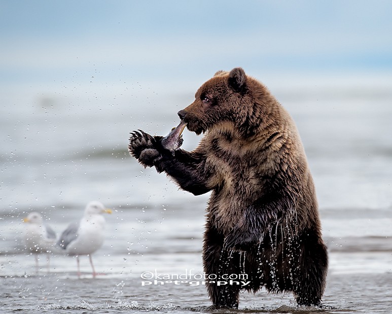A two year old coastal brown bear cub learning the technique of fishing at Lake Clark National Park, Alaska.