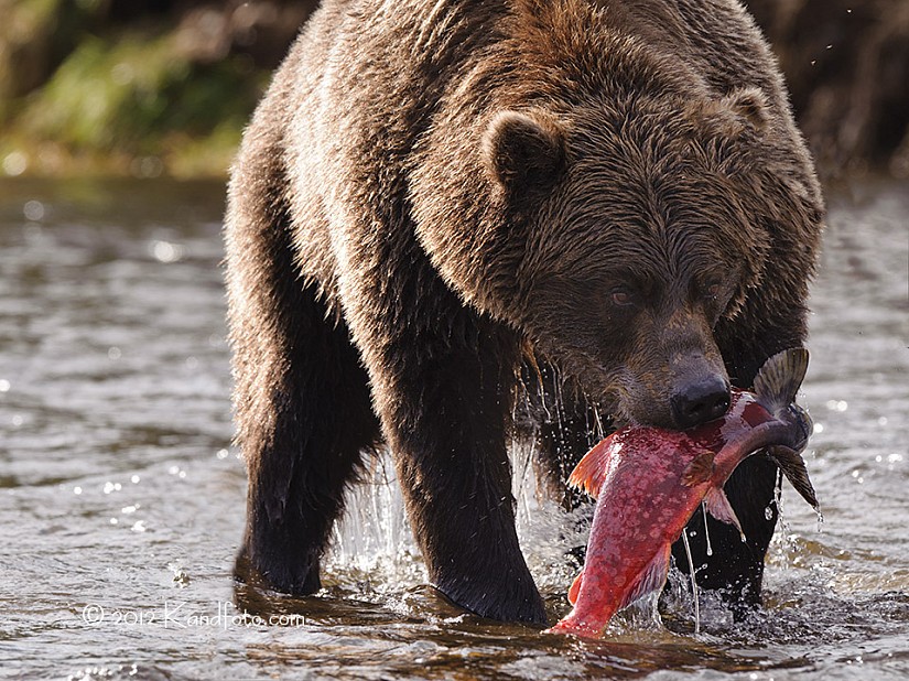 Coastal Brown Bear Boar with his sockeye salmon catch - Alaska