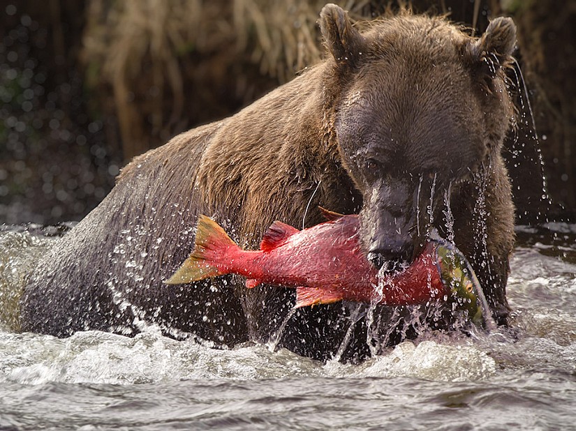Grizzly sow catching a salmon