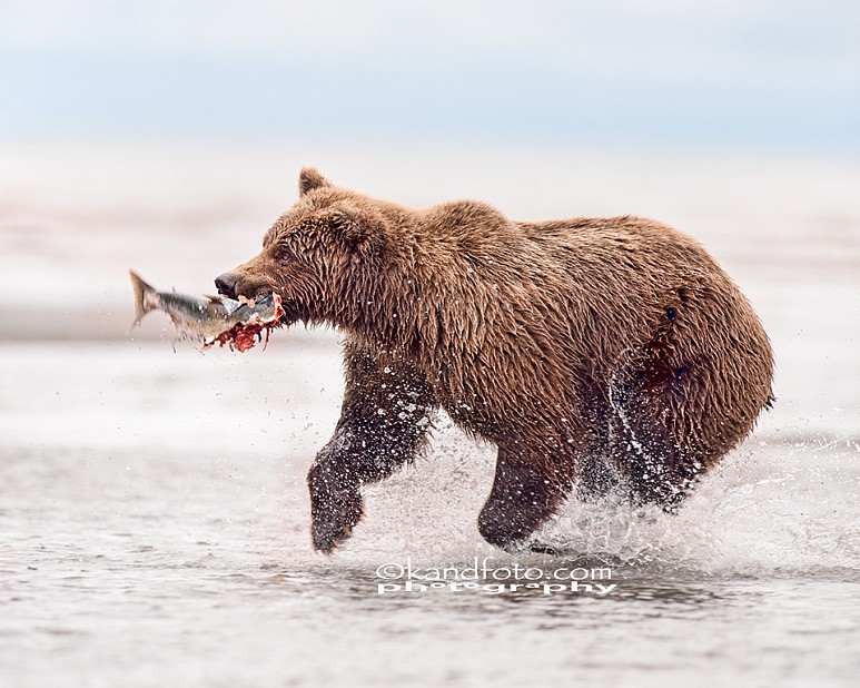 Coastal Brown Bear fishing for silver salmon along the coastline of Lake Clark National Park, Alaska