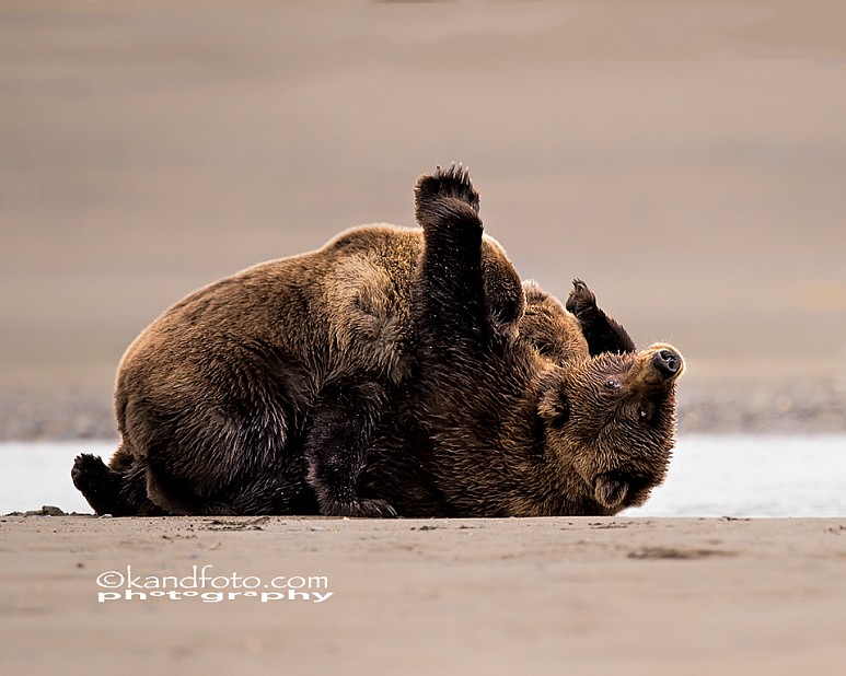 A Coastal Brown Bear sow and her two 2 yr old cubs still nursing. The sow will hibernate with these cubs but then be cut lose next spring.