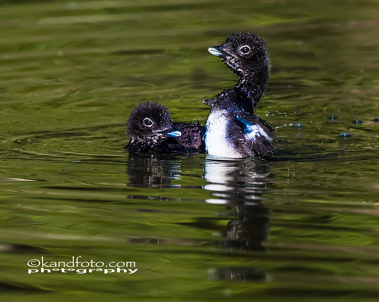 A loon chick flapping his baby wings to take flight.