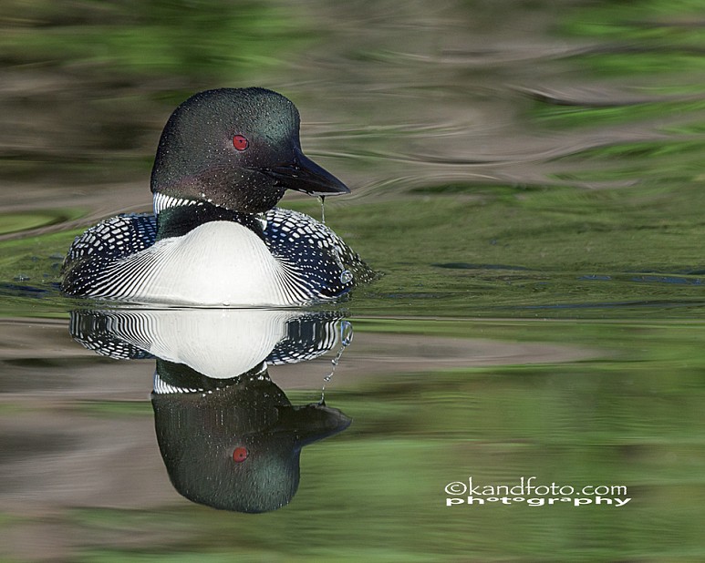 The male loon on a small lake in British Columbia, Canada.